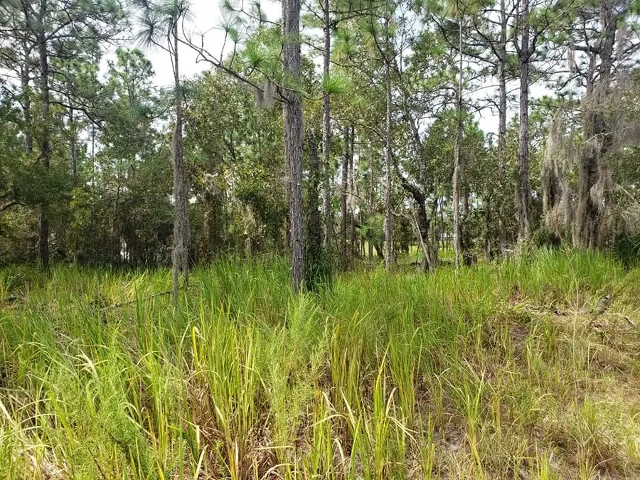 Untouched pine woods and tall grass on acreage near Ocala before clearing
